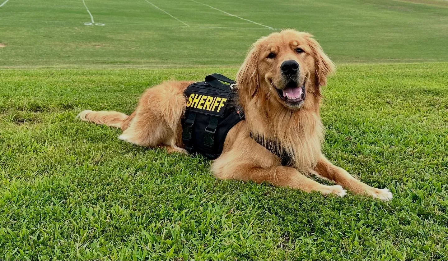 Scooby, a golden retriever in a black SHERIFF vest, lying on a marked practice field with his mouth open.